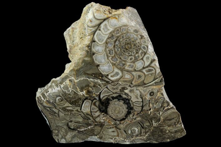 Polished Fossil Goniatite Cluster - Germany #125437